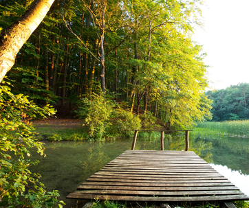 Picture of a dock overlooking the water and trees.